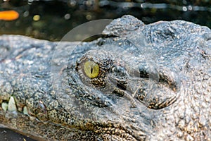 Photo of green crocodile eye in the pond at the mini zoo crocodile farm