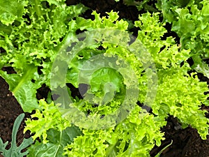 Photo of green curled endive lettuce