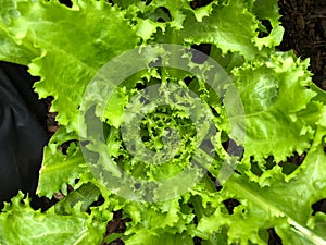 Photo of green curled endive lettuce