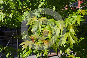 Photo of green foliage of maple tree. Bright