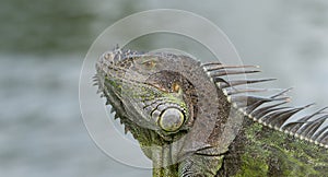 photo of green iguana lizard. iguana lizard reptile. iguana lizard in wildlife. iguana lizard