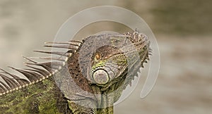 photo of green iguana lizard. iguana lizard reptile. iguana lizard in wildlife. iguana lizard