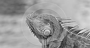 photo of green iguana lizard. iguana lizard reptile. iguana lizard in wildlife. iguana lizard