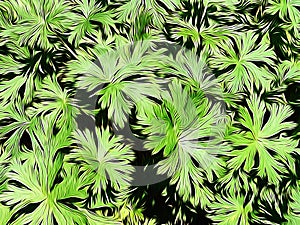 Photo of green leafy plant edited with a paintbrush application.