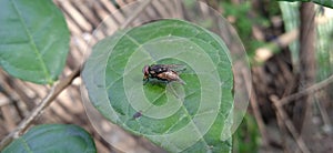 photo of green leaves infested with flies