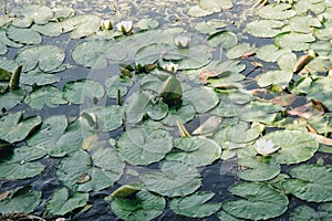 Photo with green leaves and lotuses in the pond. In the summer time.