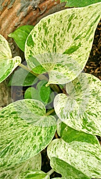 green leaves betel with white pattern