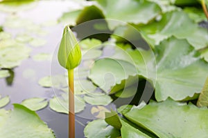 Photo of green lotus flower bud in the pool for background texture
