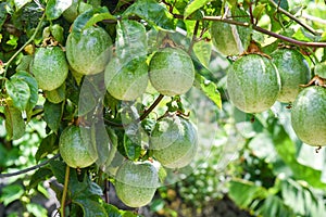 Passion Fruit in the tree photo