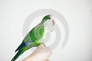Photo of a green Quaker parrot sitting on woman`s hand.