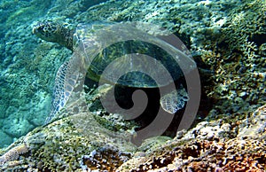 Photo of a Green Sea Turtle