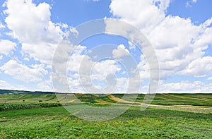 Photo of green wheat, corn and sunflower fields with blue sky