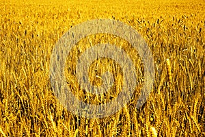 Photo of green wheat fields for baisakhi festival