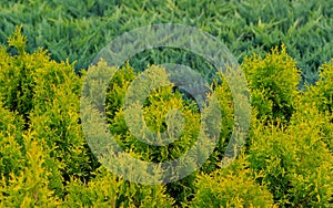 Photo of green and yellow thuja occidentalis tops in the nursery before the sale