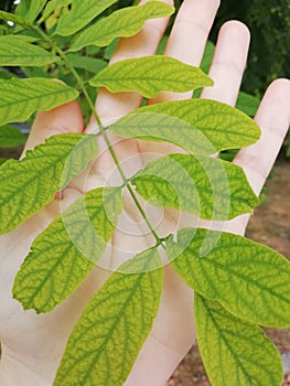 Green young leaf in the hand photo