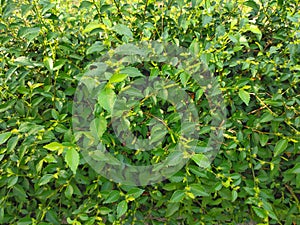 Photo of greenery in the garden. earring plant or fierce cat Acalypha indica