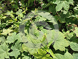 Photo of greenery in the garden. Pulutan Urena lobata is a plant that belongs to the Malvaceae or cotton family