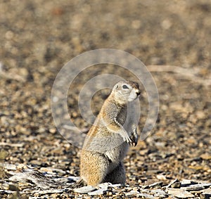 A photo of ground squirrel