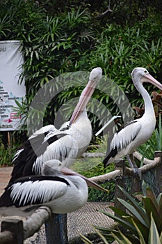 photo of a group of pelicans