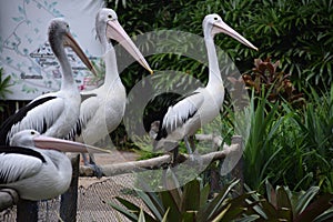 photo of a group of pelicans