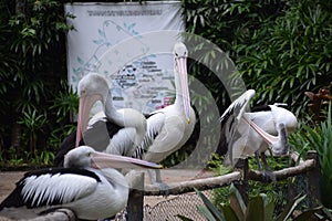 photo of a group of pelicans