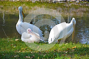 Photo of a group of pelicans at the zoo 2