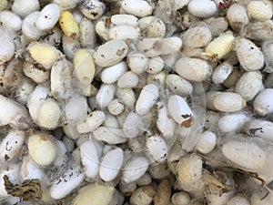 A photo of a group of silkworm cocoons. Natural background