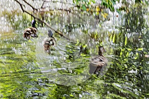 A photo of a group of three beautiful colorful young adult ducks swims in the pond with reflections of green leaves in the park in