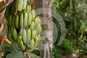 Photo of growing green bananas on a branch