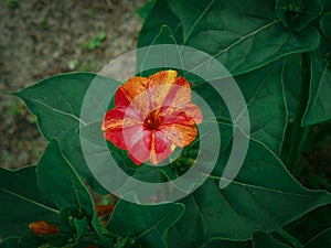 A photo of a growing red mirabilis