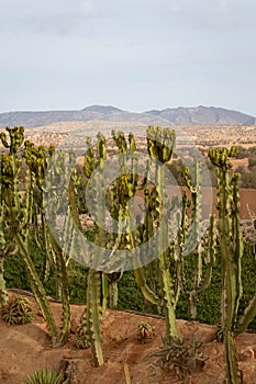 Photo of growing tall cacti against the background of mountains