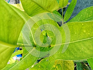 photo of a guava tree leaf