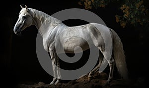 photo of Hackney show horse on black background. Generative AI