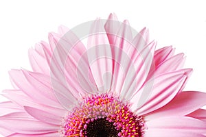 Photo of half of Gerbera daisy