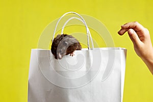 In the photo, a hamster on a paper bag is the concept of selling, buying