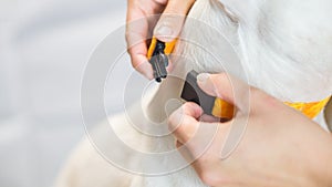 Photo of hand putting leash on the white dog, with empty white space