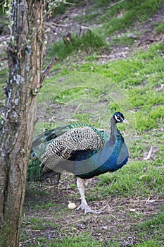Photo of handsome male peacock in the zoo