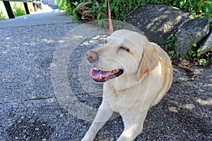 A photo of a happy old yellow lab dog smiling as she cools down in the shade on the sidewalk