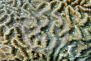Photo of hard coral with strong magnification. Philippines photo