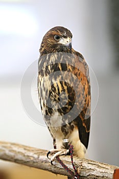 Photo of a Harris`s hawk headshot portrait close up