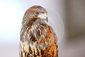 Photo of a Harris`s hawk headshot portrait close up