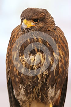 Photo of a Harris`s hawk headshot portrait close up