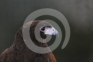 Photo of a Harris`s hawk headshot portrait close up