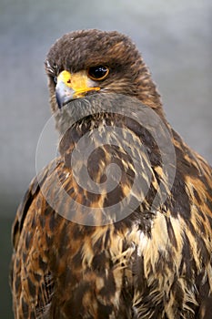 Photo of a Harris`s hawk headshot portrait close up