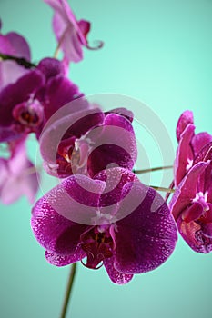 photo hd close-up orchidea flower botany biodiversity for phytodesign