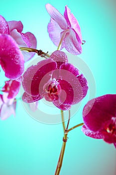 photo hd orchid flower biodiversity earth planet for phytodesign