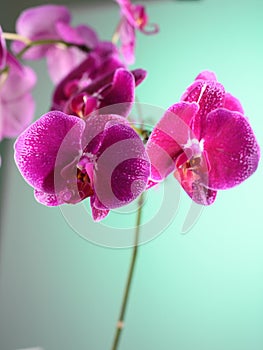 photo hd orchidea flower flora earth biodiversity for phytodesign