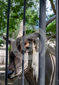 Photo of a head   of a antelope through cage. Selective focus.  He is looking at the photographer. The weather is sunny in a zoo