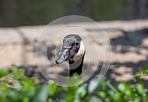 Photo of A head of a Canada goose  peeping out from behind green bushes on a blurry  background. The weather is sunny in a zoo