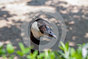 Photo of a head of a Canada goose  peeping out on the left side from behind green bushes on a blurry  background.. The weather is